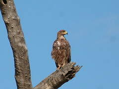 Aigle ravisseur