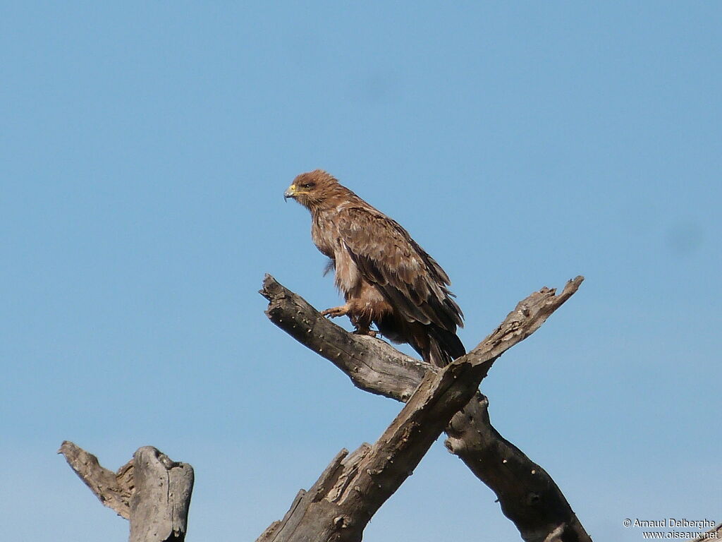 Tawny Eagle