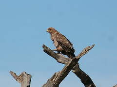 Tawny Eagle