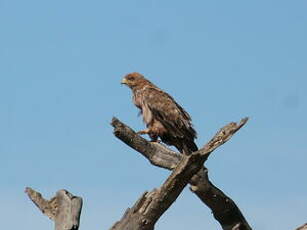 Aigle ravisseur