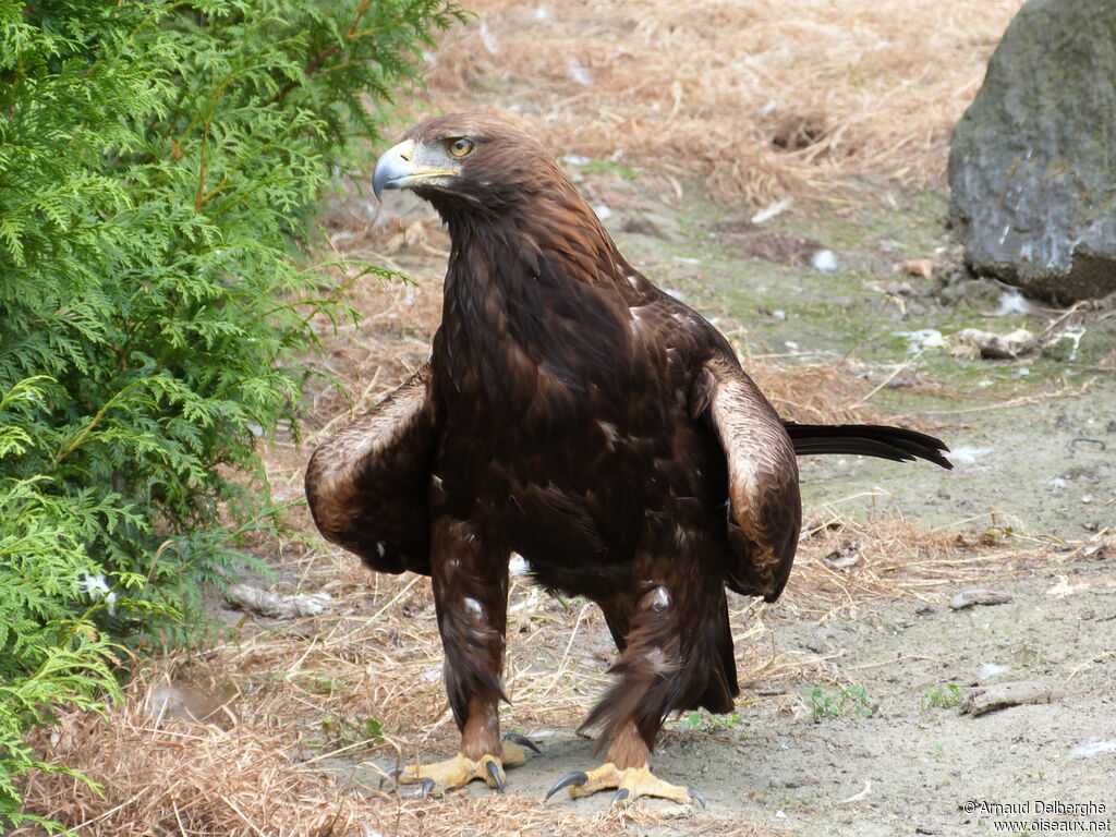 Golden Eagle