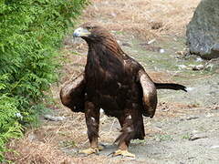 Golden Eagle