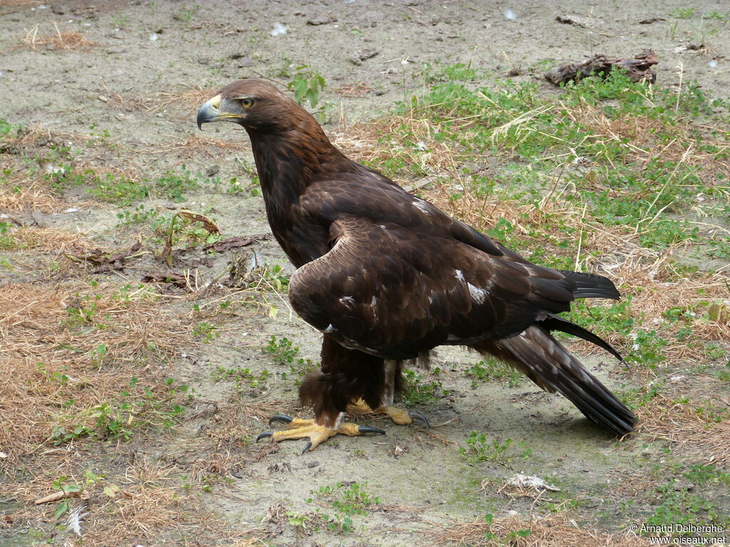 Golden Eagle