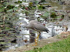 Aigrette à face blanche