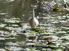 White-faced Heron