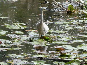 Aigrette à face blanche