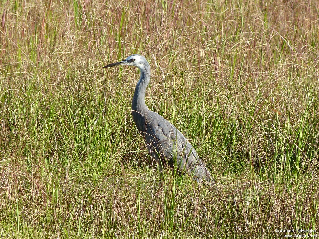 White-faced Heron