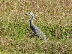 White-faced Heron