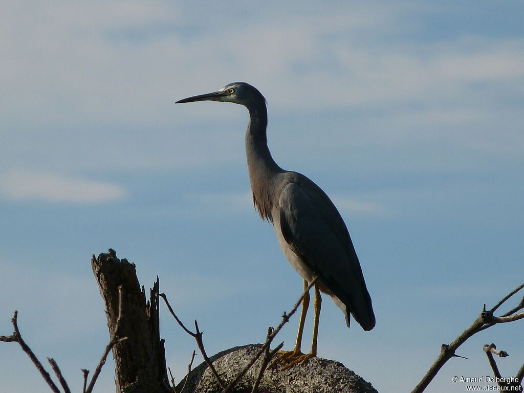 White-faced Heron