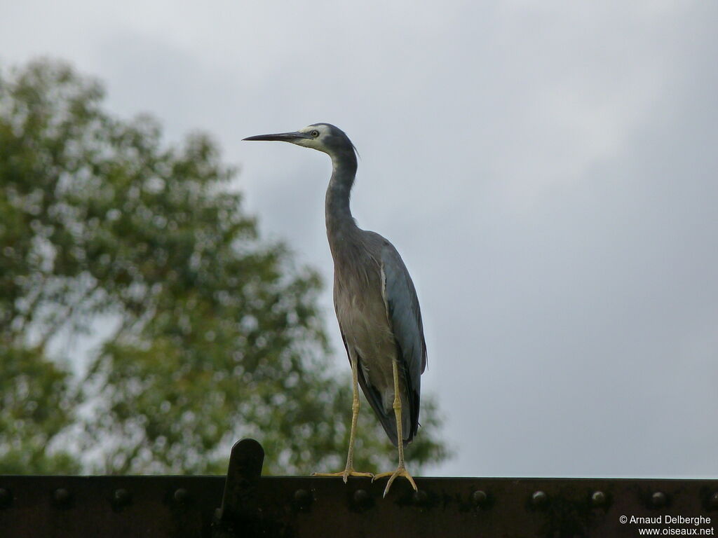 White-faced Heron