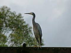 White-faced Heron