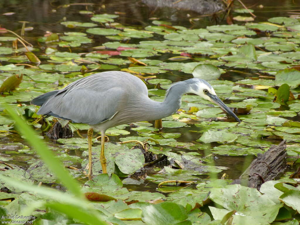 Aigrette à face blancheadulte, habitat, pêche/chasse