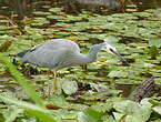 Aigrette à face blanche