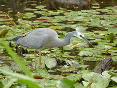 Aigrette à face blanche