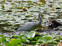 Aigrette à face blanche