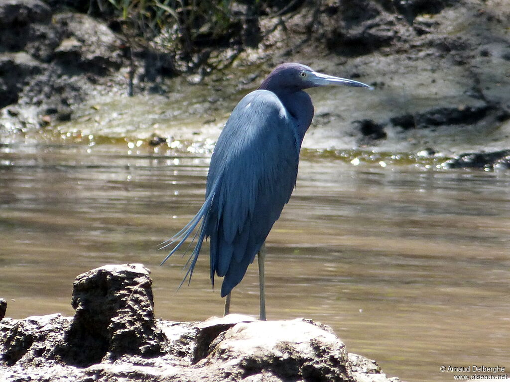 Aigrette bleue