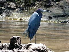 Little Blue Heron