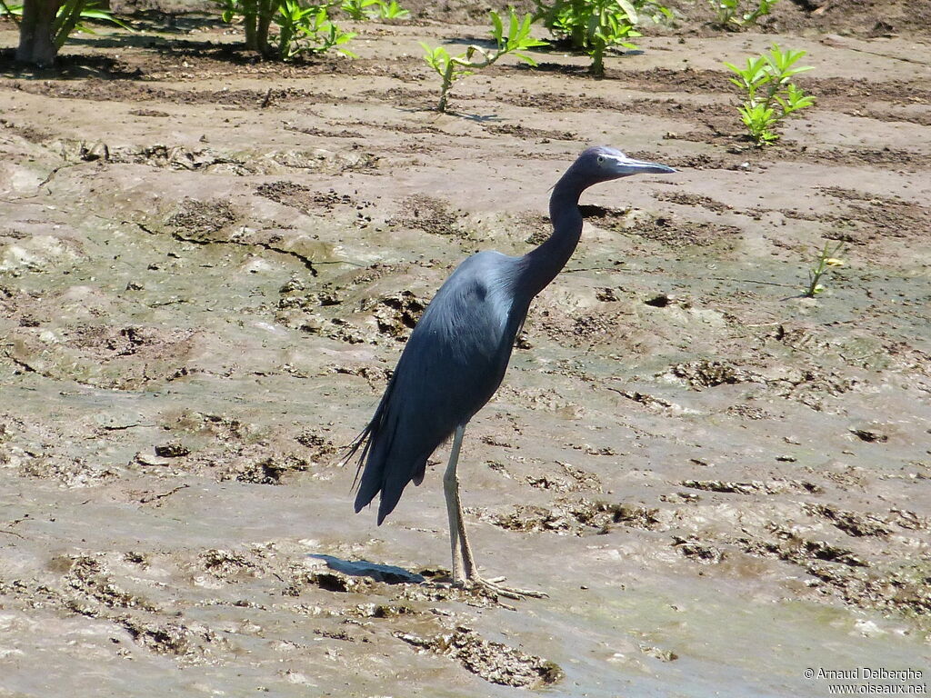 Aigrette bleue