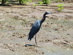 Aigrette bleue