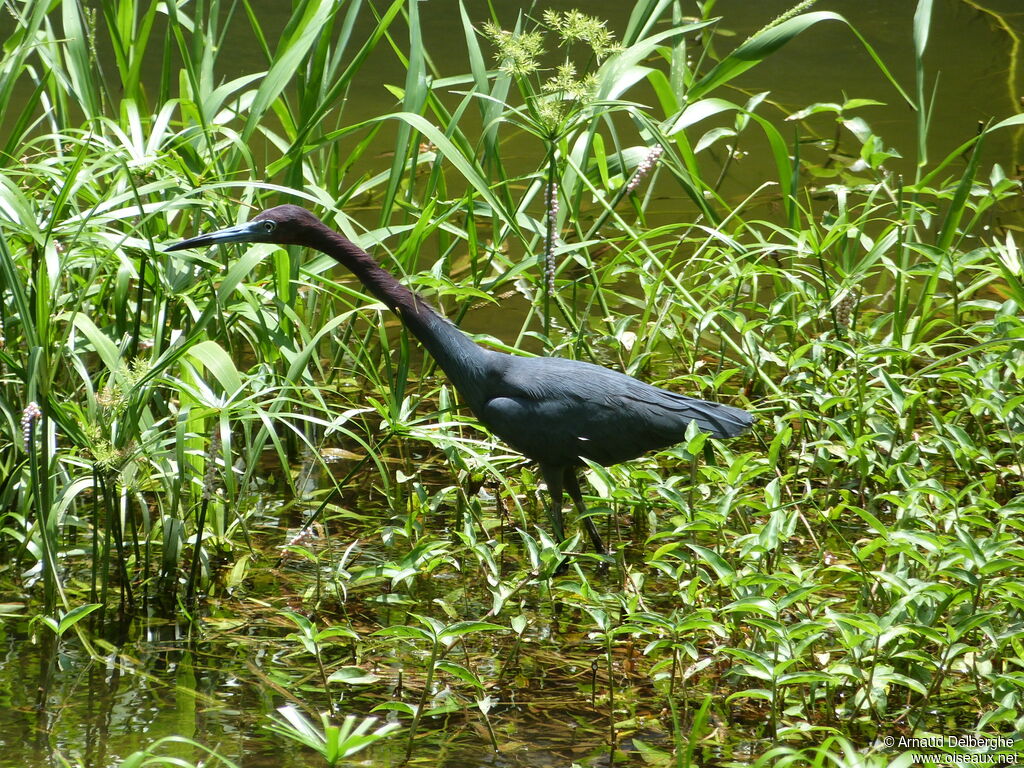 Little Blue Heron