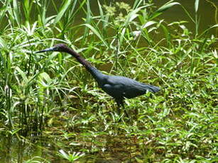 Aigrette bleue