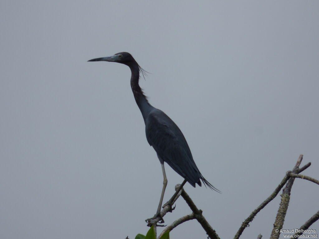 Little Blue Heron