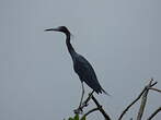 Aigrette bleue