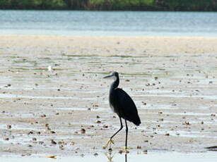 Aigrette des récifs