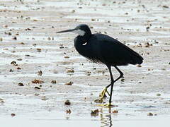 Western Reef Heron