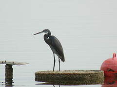 Western Reef Heron