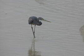 Western Reef Heron