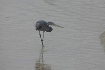 Aigrette des récifs