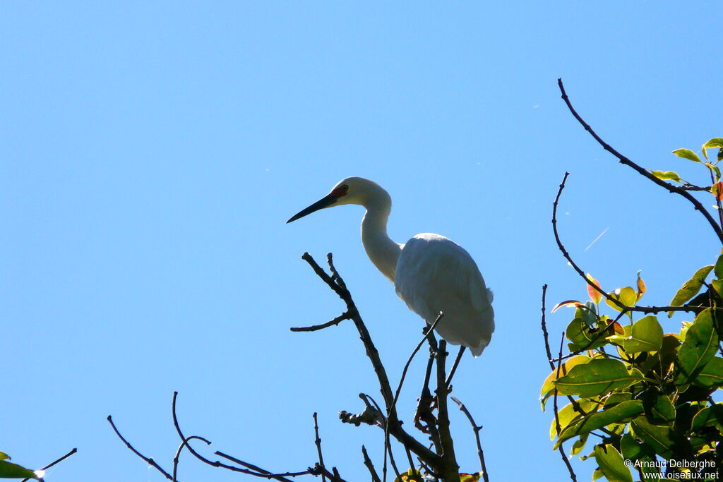 Dimorphic Egret