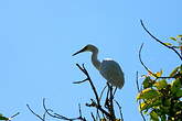 Aigrette dimorphe