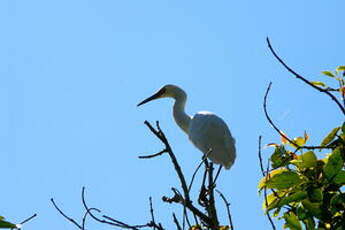 Aigrette dimorphe