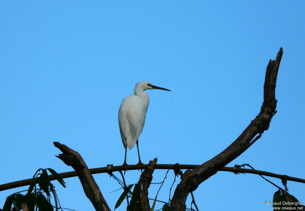 Dimorphic Egret