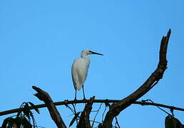 Aigrette dimorphe