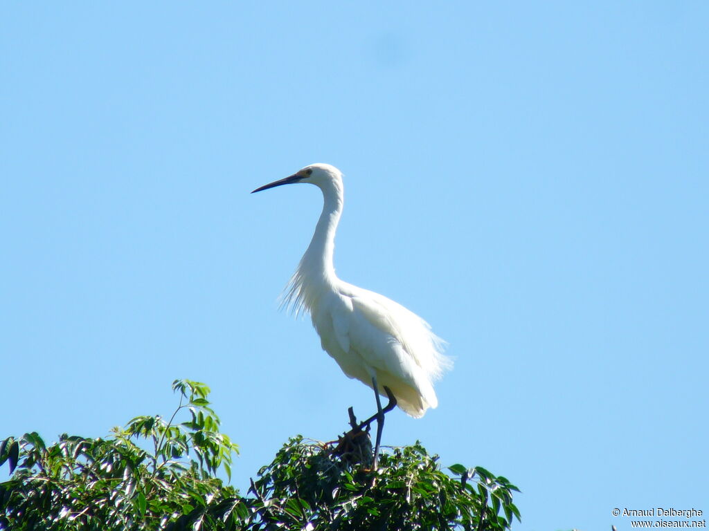 Aigrette dimorphe