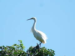 Dimorphic Egret