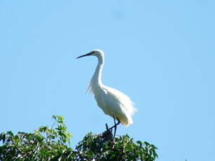 Aigrette dimorphe