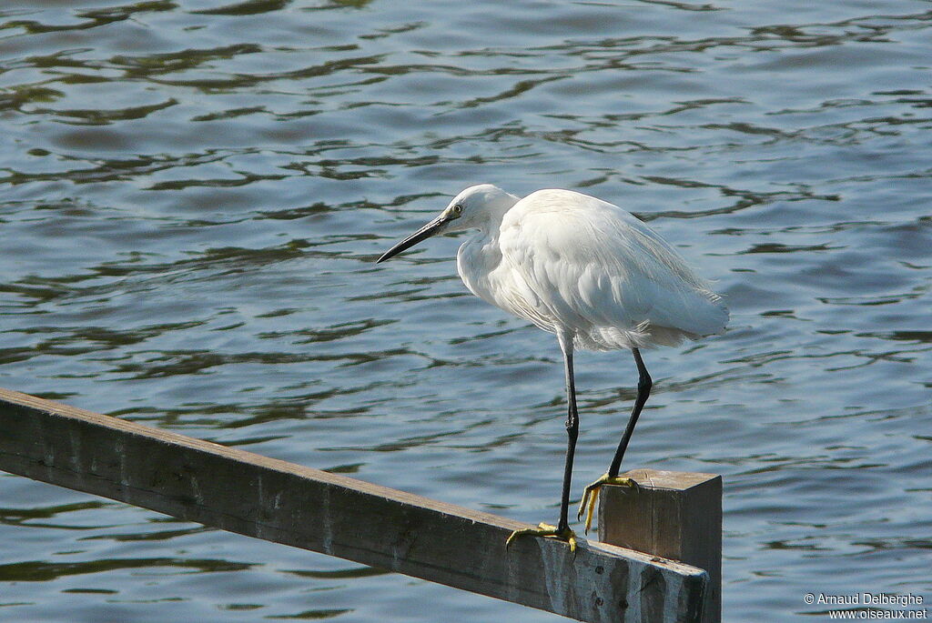 Little Egret