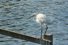 Aigrette garzette