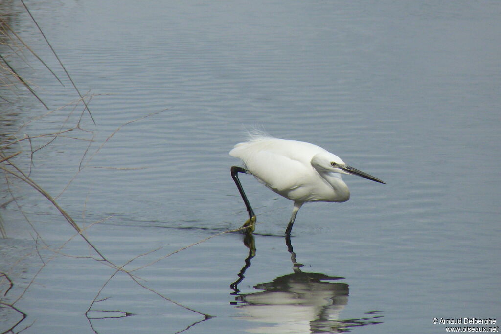 Aigrette garzette