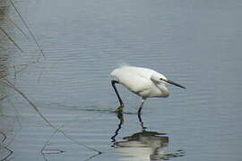 Little Egret