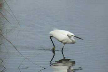 Aigrette garzette