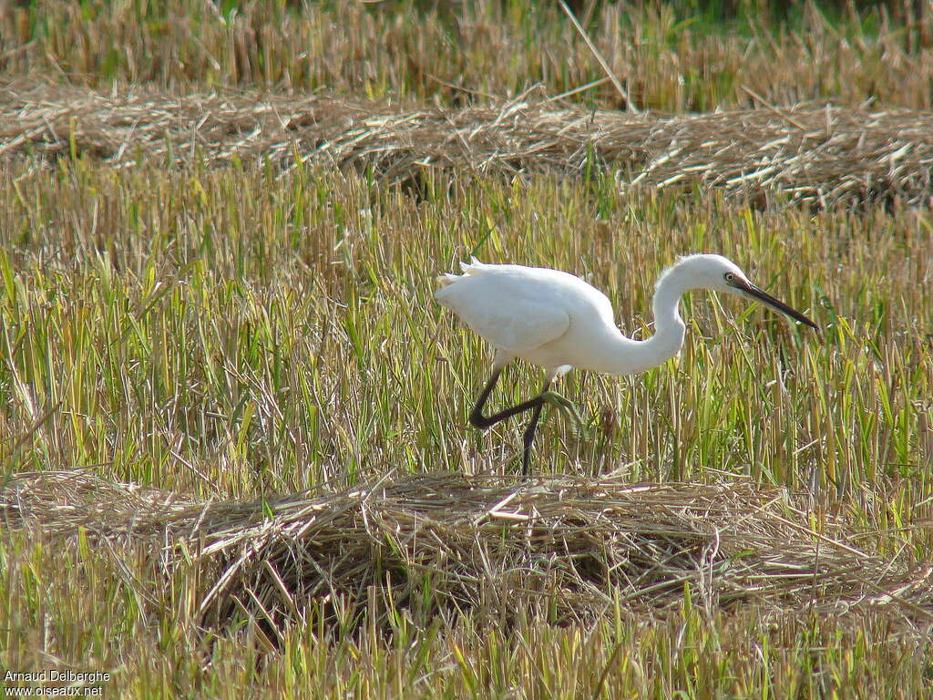Aigrette garzette, habitat, marche