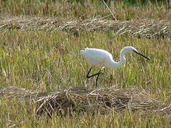 Little Egret