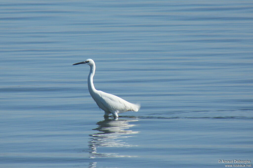 Little Egret