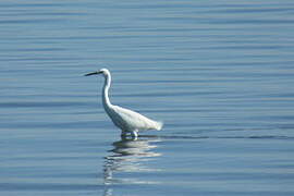 Aigrette garzette