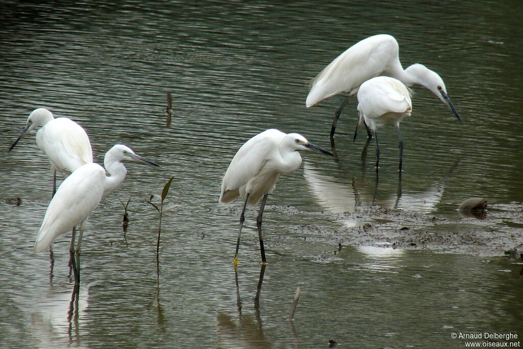 Aigrette garzette